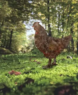 Zahradní dekorace Chicken -A 01