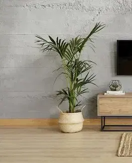 TV stolek Laxus 140 - Walnut