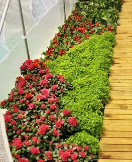 Zahradní fóliovník HG 2,5x4m