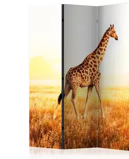 Paraván giraffe - walk Dekorhome