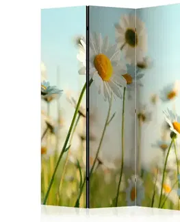 Paraván Daisies - spring meadow Dekorhome