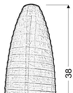 Papírová stolní lampa Papirus bílá E14