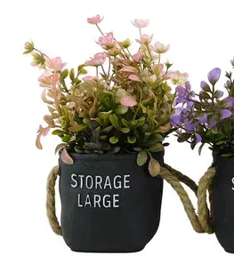 PROHOME - Sukulent 21cm různé barvy