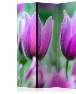 Paraván Purple spring tulips Dekorhome
