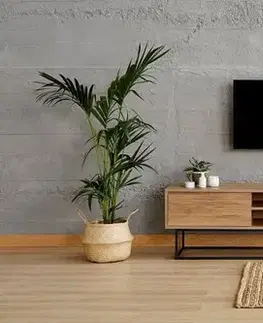 TV stolek Laxus 180 - Walnut