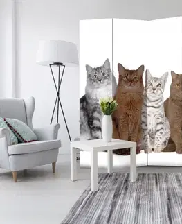 Paraván Sweet Cats Dekorhome