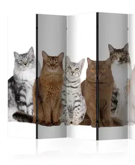 Paraván Sweet Cats Dekorhome