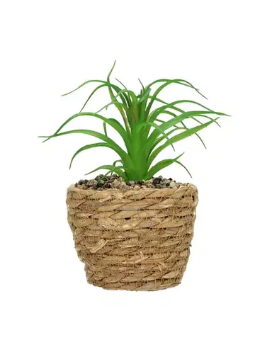 Dekorace Tree Aloe 20cm