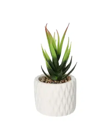 Dekorace Sansevieria 12cm