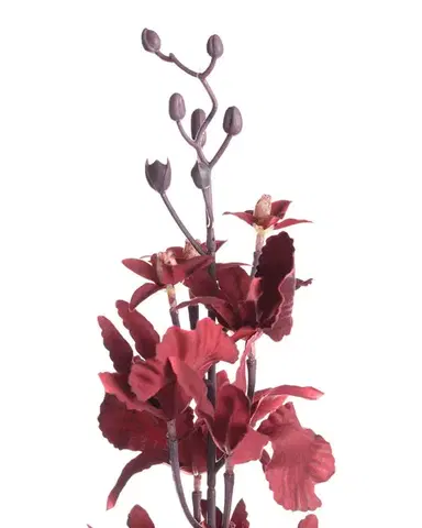 Orchidea 100cm maroon