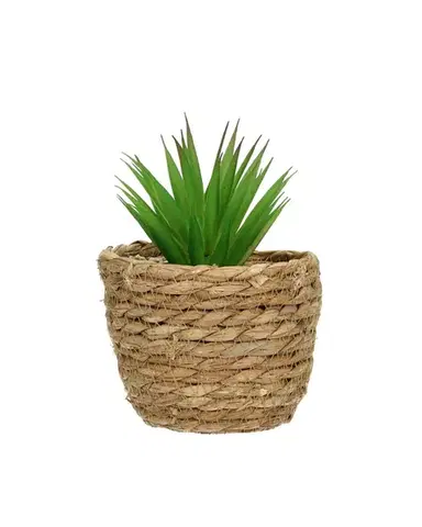 Dekorace Aloe 20 cm