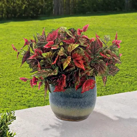 3 barevné kopřivy