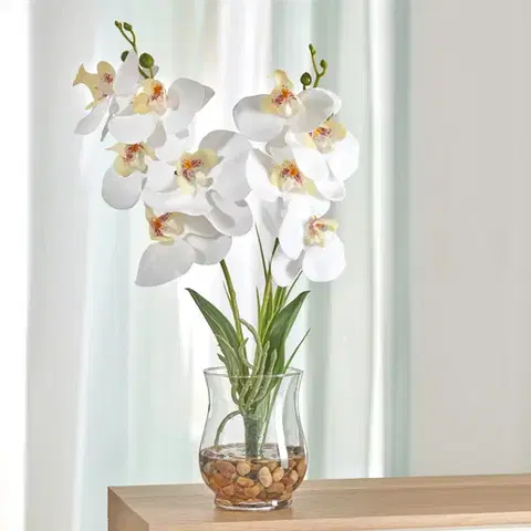 Orchidej ve skle