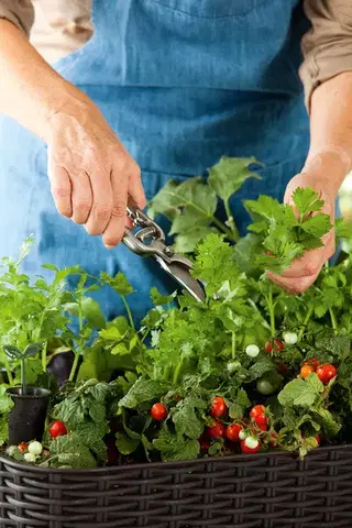 KETER Květináč SIMPLE GROW | hnědá