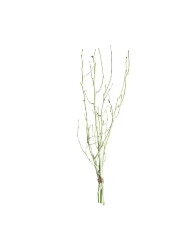 Lísková větev 50cm light green